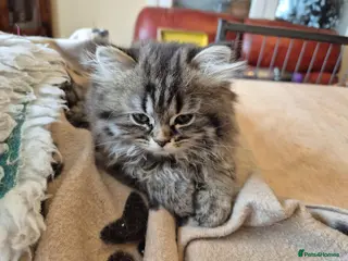 Mixed Breed cats British Shorthair x Chinchilla Persian - Advert 2