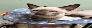 Siamese 5