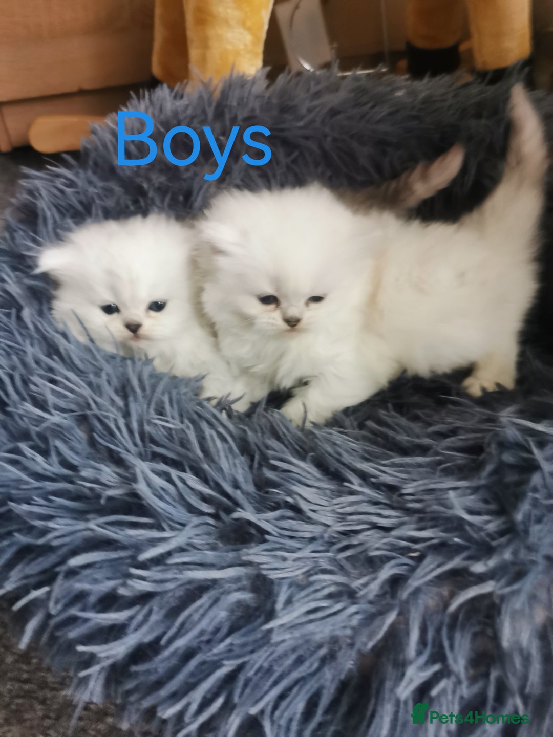Scottish Fold cats for sale: Scottish Fold/Straight Kittens  - Image 4