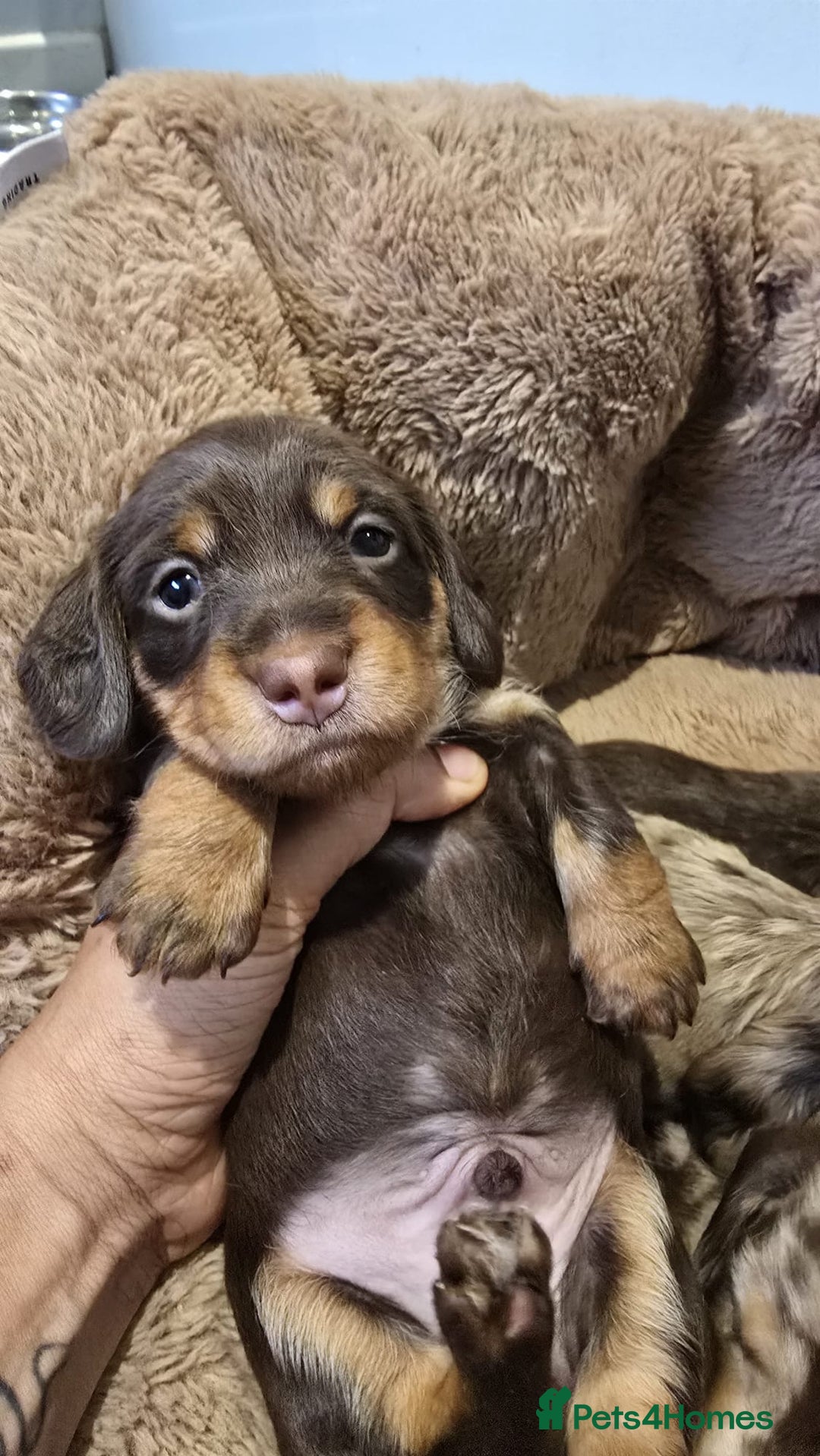 Miniature Dachshund dogs for sale: ❤️Longhair and wirehair sausages❤️ - Advert 15