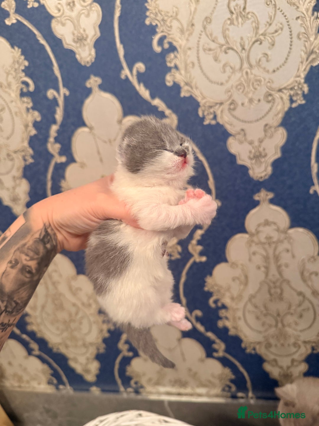 British Shorthair cats for sale: Outstanding British shorthairs  - Advert 7