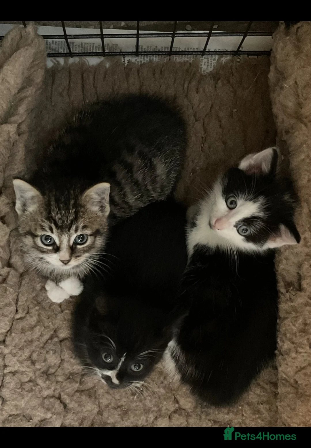 Mixed Breed cats for sale: Kittens - Mid Wales - £25 - Advert 2