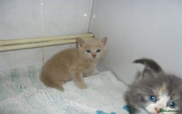 Mixed Breed cats for sale: 5 Beautiful kittens for sale  - Image 9