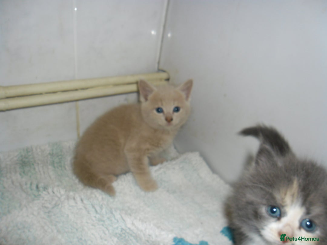 Mixed Breed cats for sale: 5 Beautiful kittens for sale  - Image 9