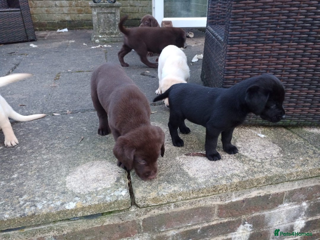 Labrador Retriever dogs for sale: Labradors puppys - Image 4
