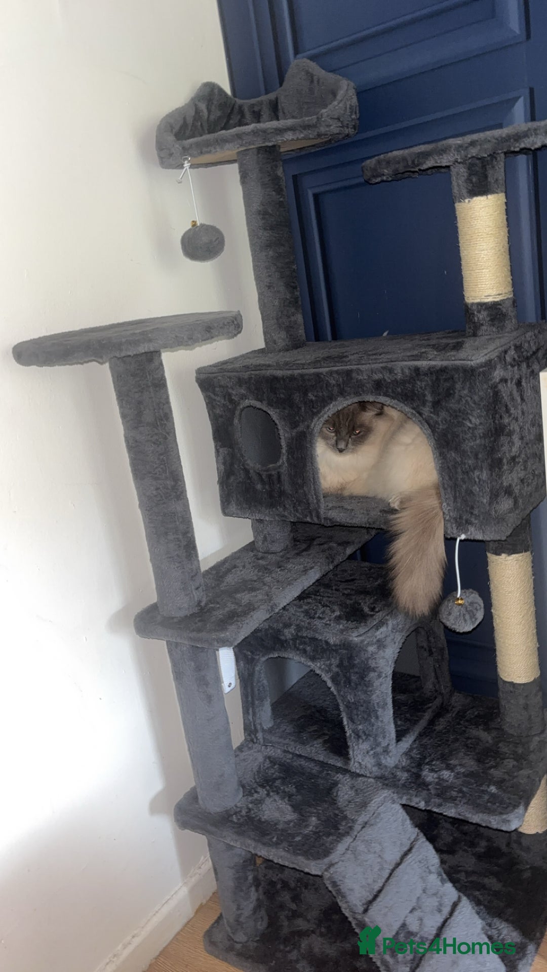 Ragdoll cats for stud: Koda- - Image 2