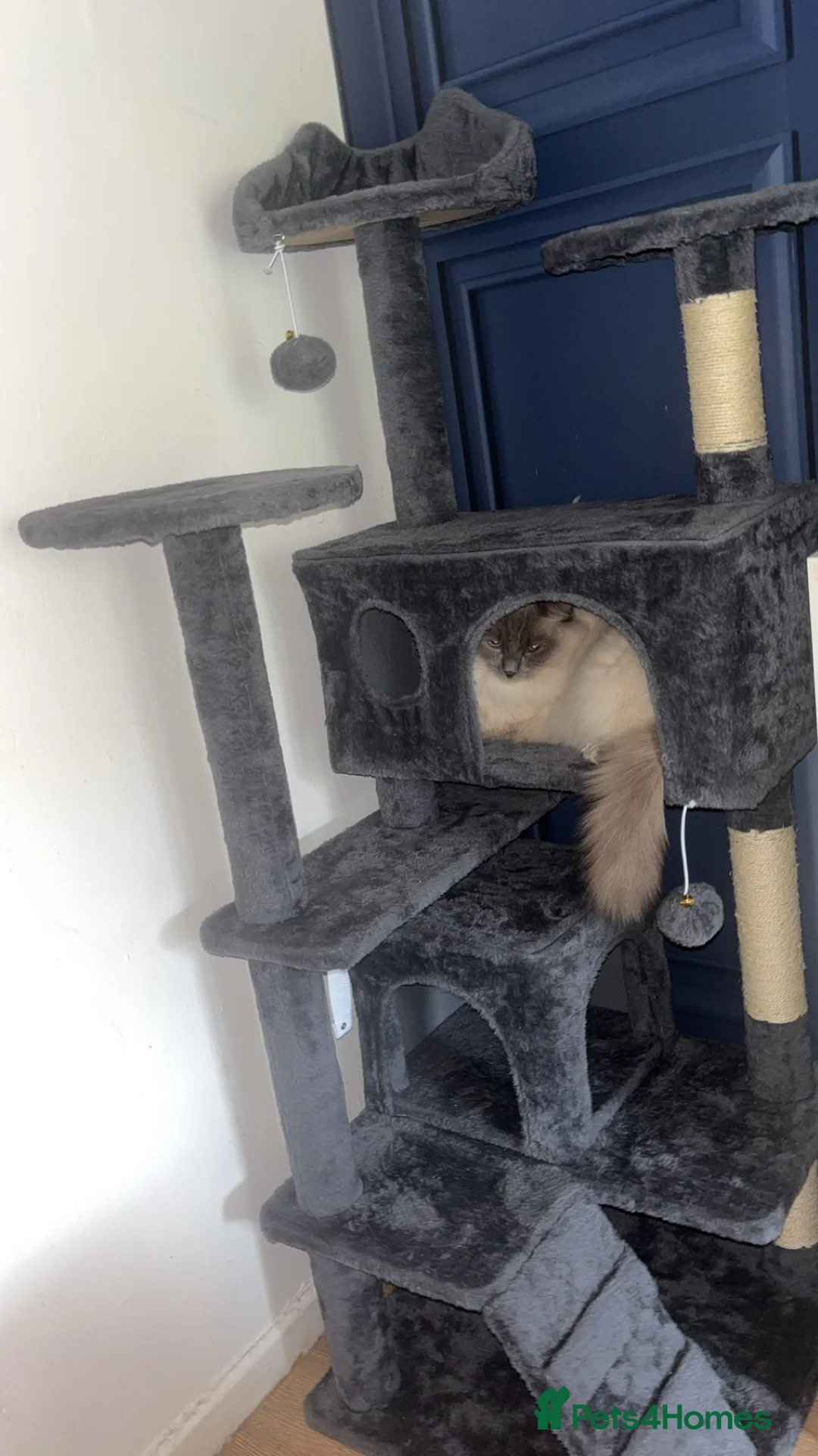 Ragdoll cats for stud: Koda- - Advert 2