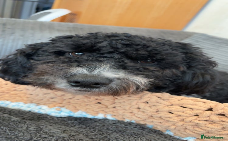 Poochon dogs - Advert 1