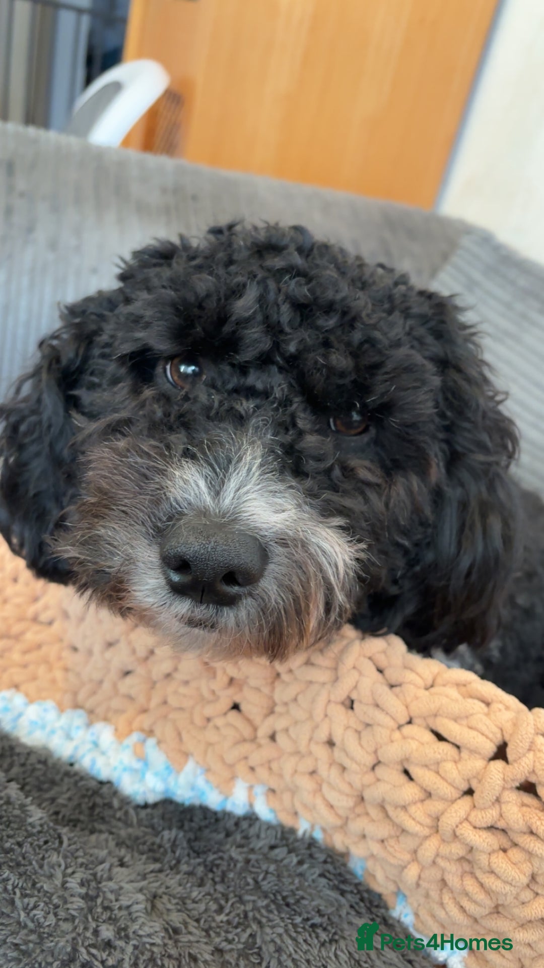 Poochon dogs for sale: Jake poochon - Image 1