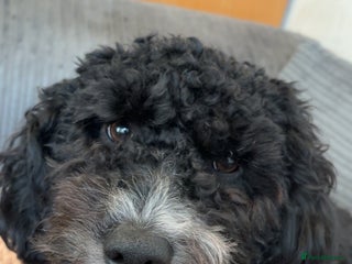 Poochon dogs for sale - Advert 1