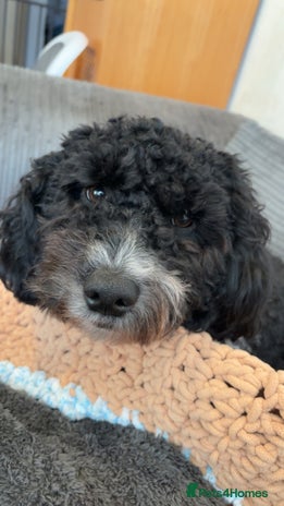 Poochon dogs - Advert 1