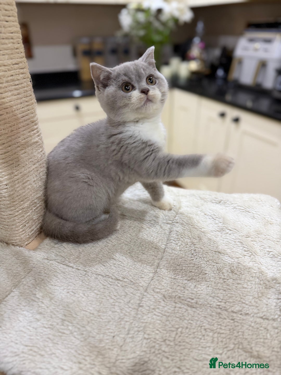 British Shorthair cats for sale: READY NOW - Full Pedigree Registered BSH kittens  - Advert 32