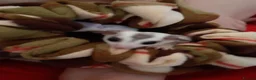 Sugar Glider rodents for sale: Rare mocistuc morph with lineage  - Advert 9