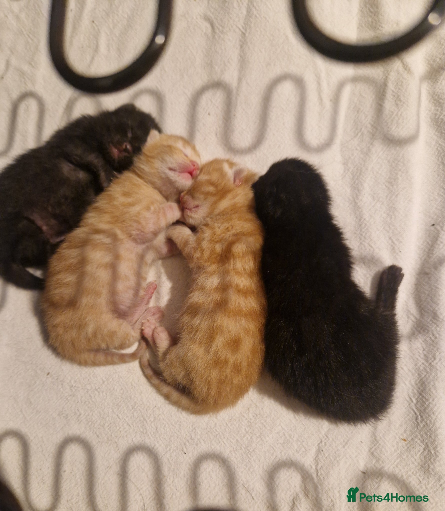 Mixed Breed cats for sale: Mixed breed. Mum is British short hair in Craven Arms - Advert 2