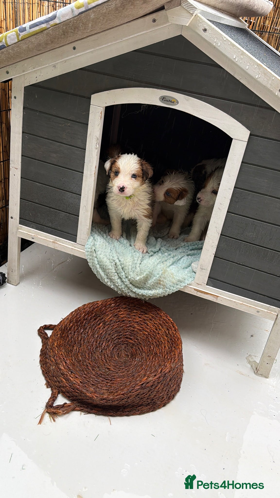 Border Collie dogs Stunning Show line puppies,various colours  - Advert 1