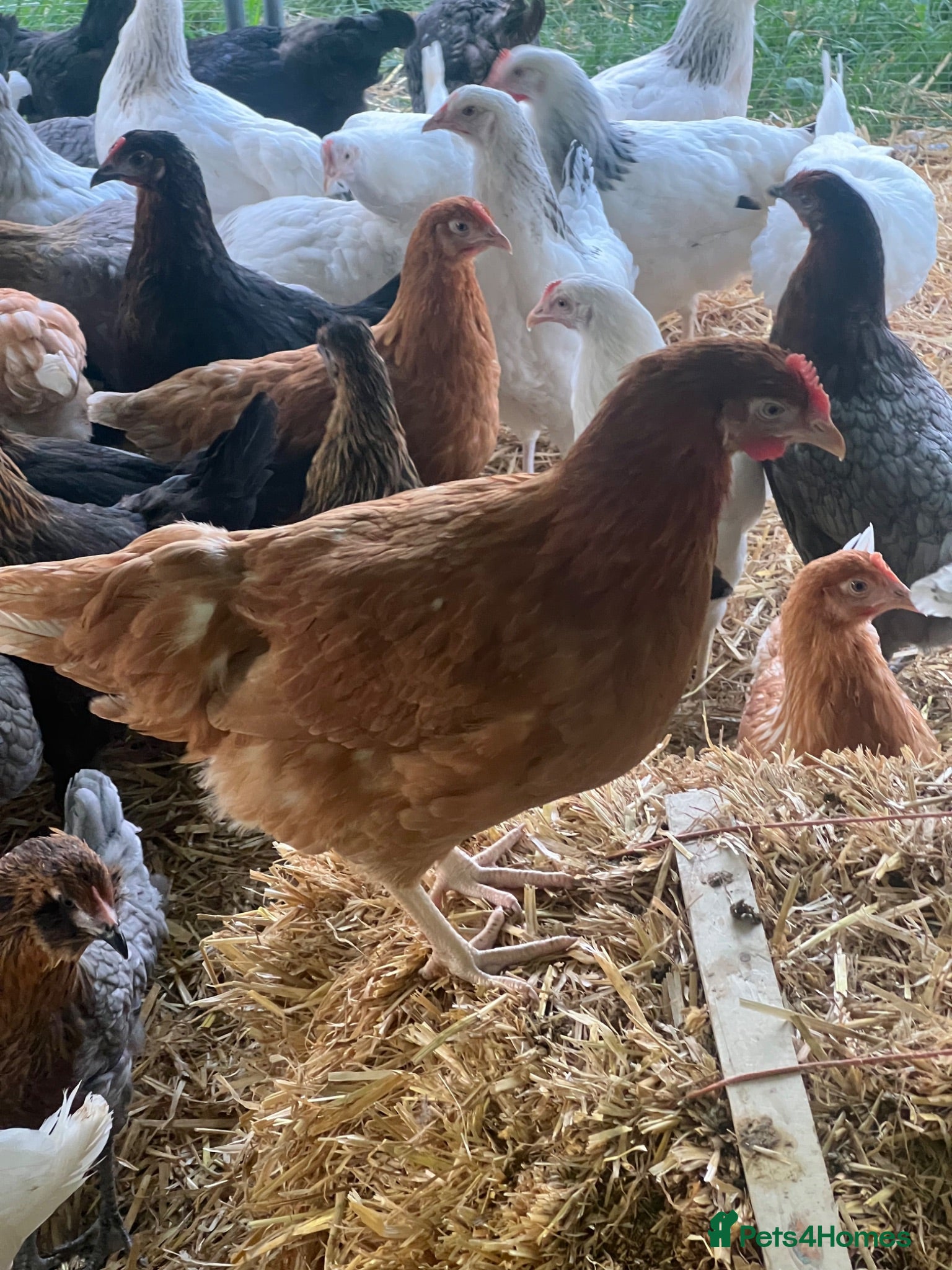 Chickens poultry Hybrid Hens - Point of Lay  - Advert 2