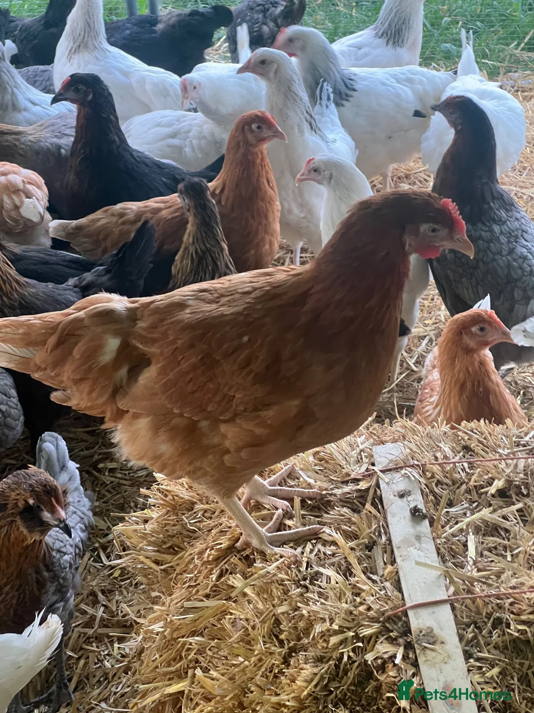 Chickens poultry for sale: Hybrid Hens - Point of Lay  - Advert 2
