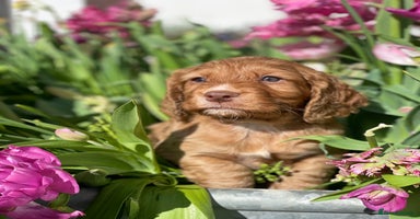 Cocker Spaniel dogs - Advert 3