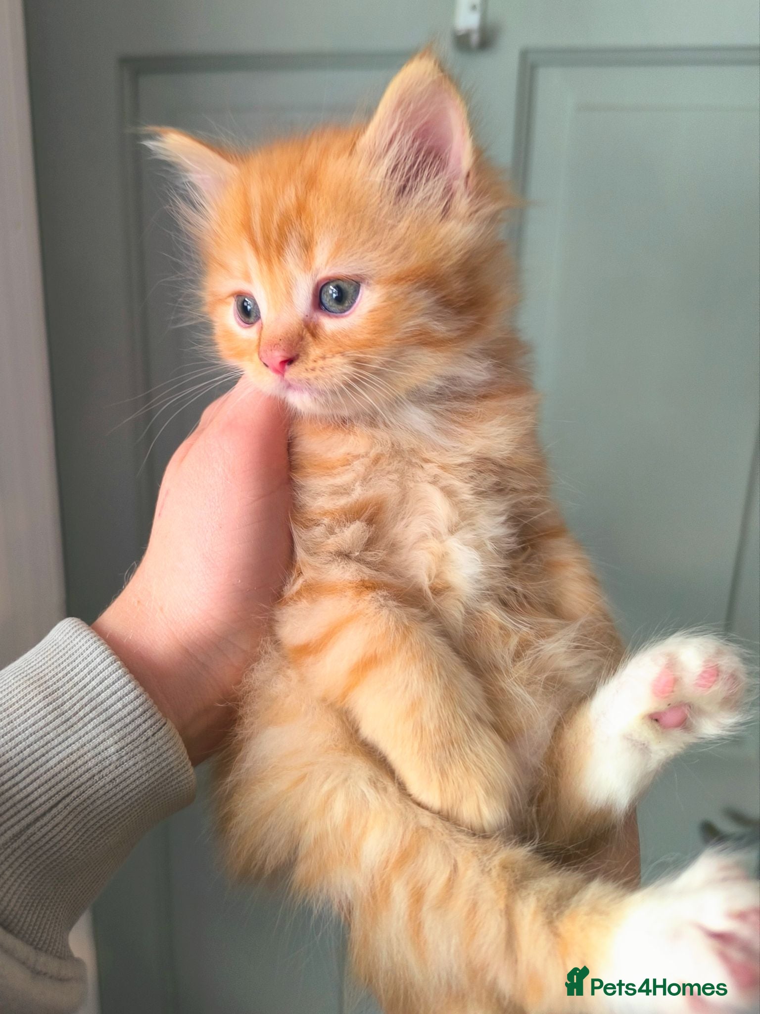 Persian cats Ginger Persian/ragdoll mix girl kitten, adorable! - Advert 3