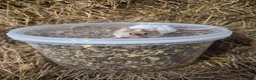 Mouse rodents for sale: 4 Cute Fancy Mice - Advert 7