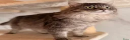 Siberian cats for sale: Full breed Siberian kittens ready now! - Advert 13