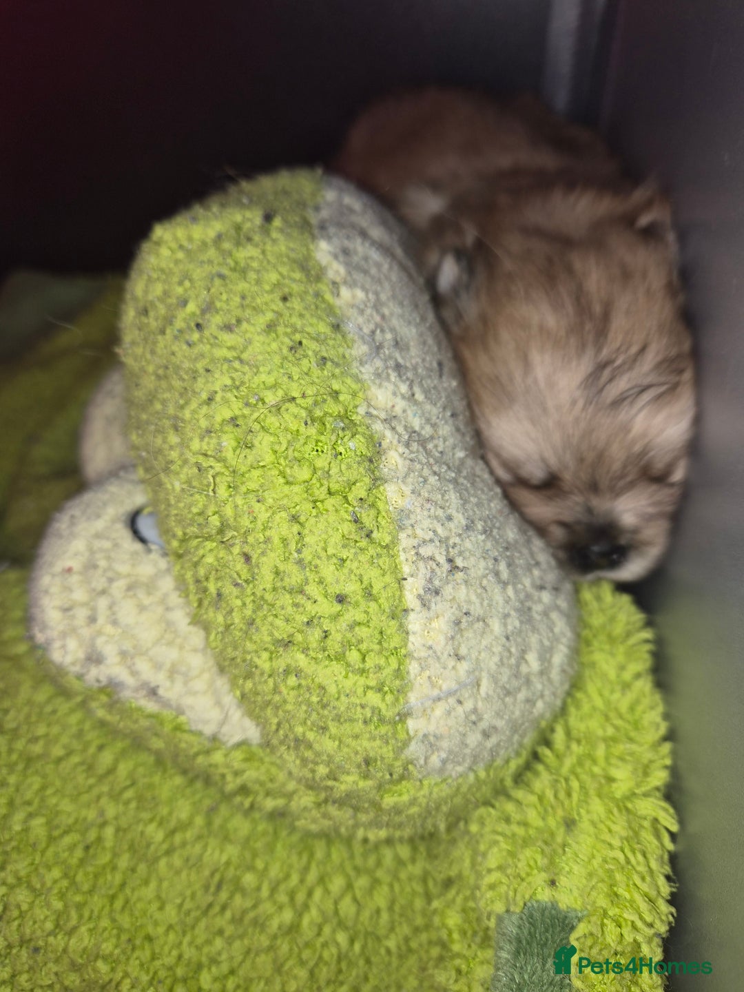 Pomeranian dogs for sale: Goergeos Pomeranian Puppy's💙❤️ - Advert 21