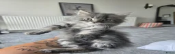 Maine Coon cats for sale: 3 beautiful maincoon kittens , - Advert 7