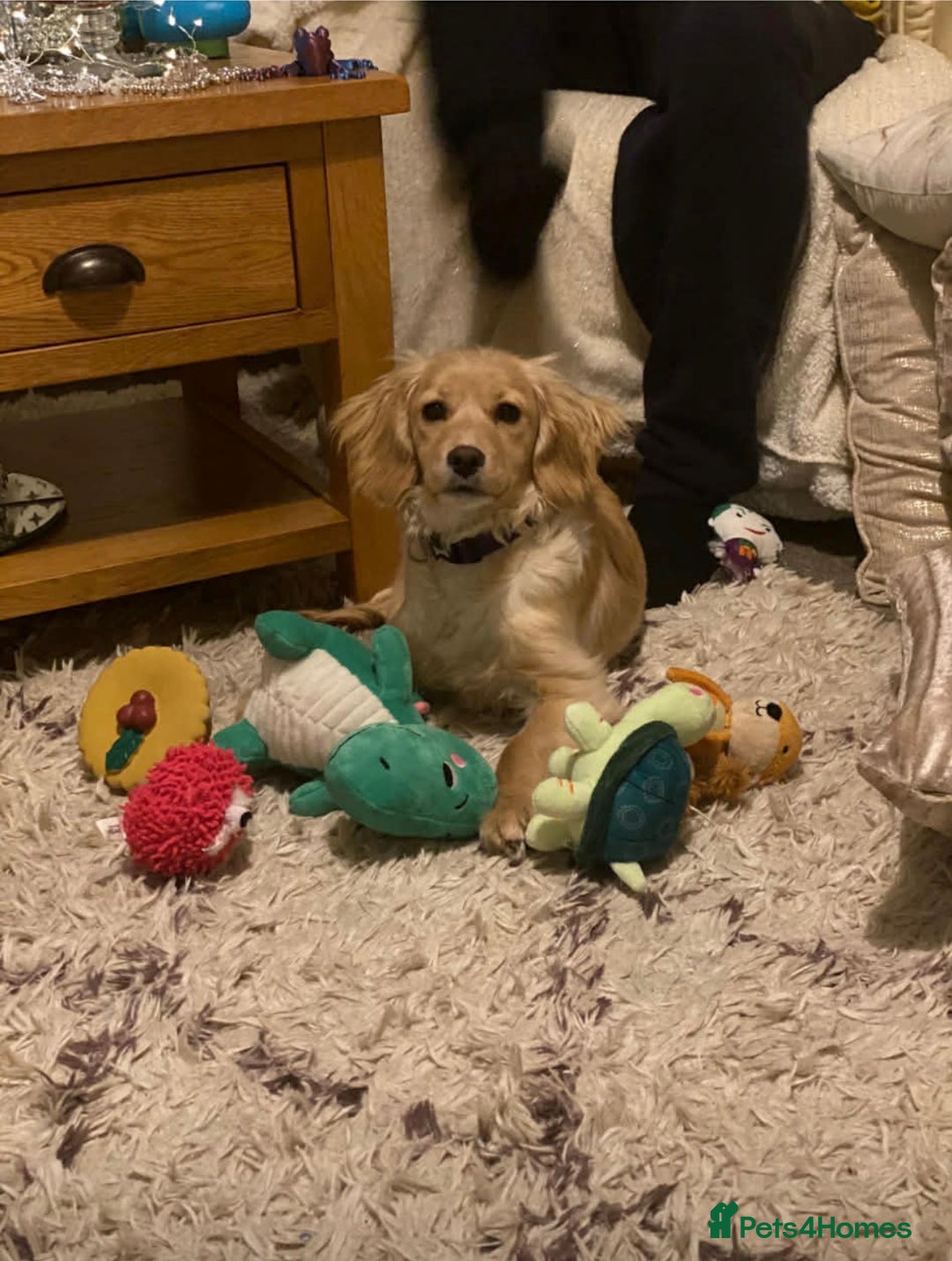 Cockapoo dogs for sale: Beautiful cockapoo puppy - Advert 7