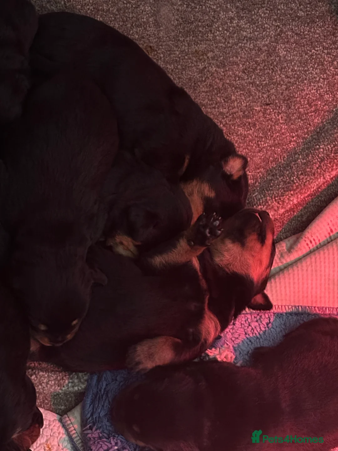 Rottweiler dogs for sale: Beautiful Rottweiler puppies  - Advert 18