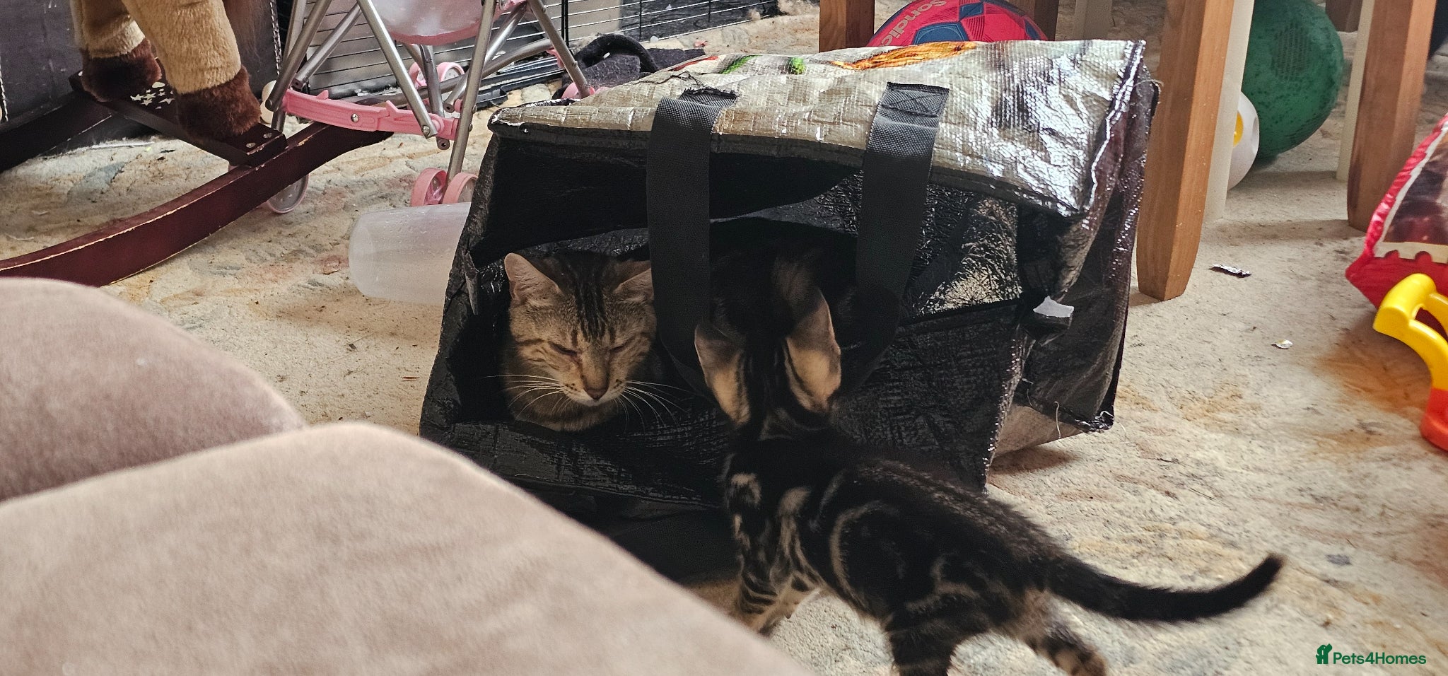 Savannah cats for sale: Gorgeous Savannh/bengal x DS  - Advert 7