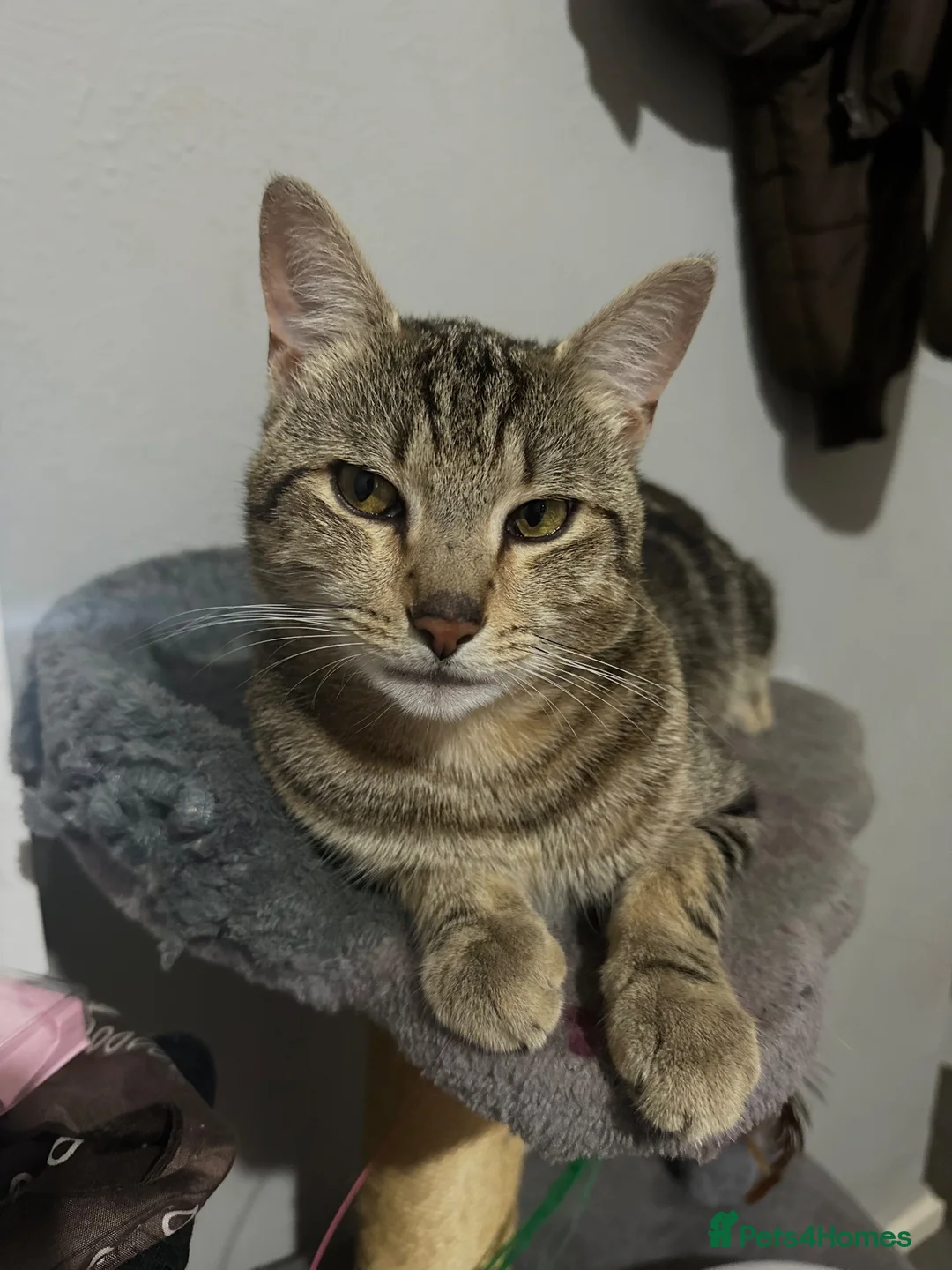 Mixed Breed cats for sale: Cats for sale  - Advert 16