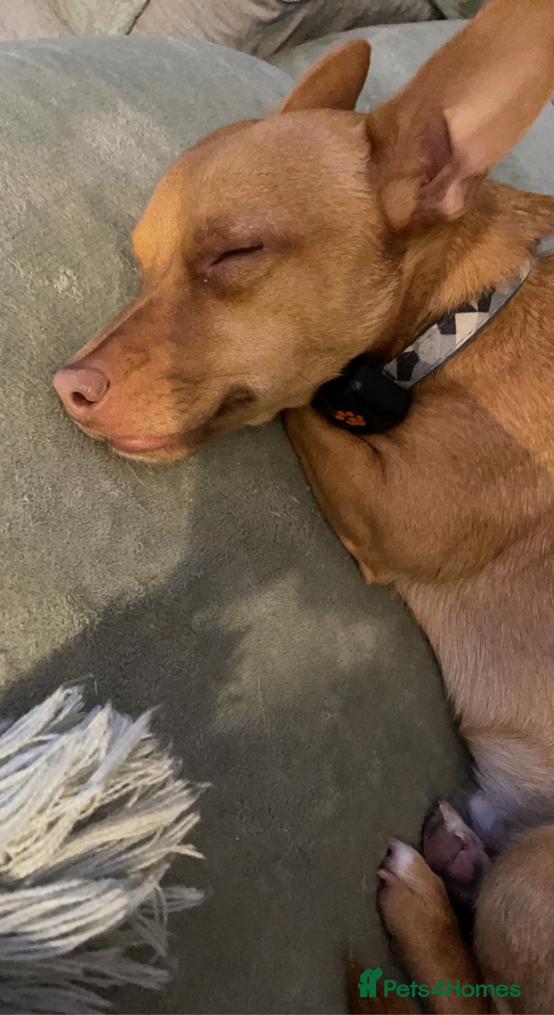 Mixed Breed dogs for sale: Beautiful tan miniature jack russell - Image 4