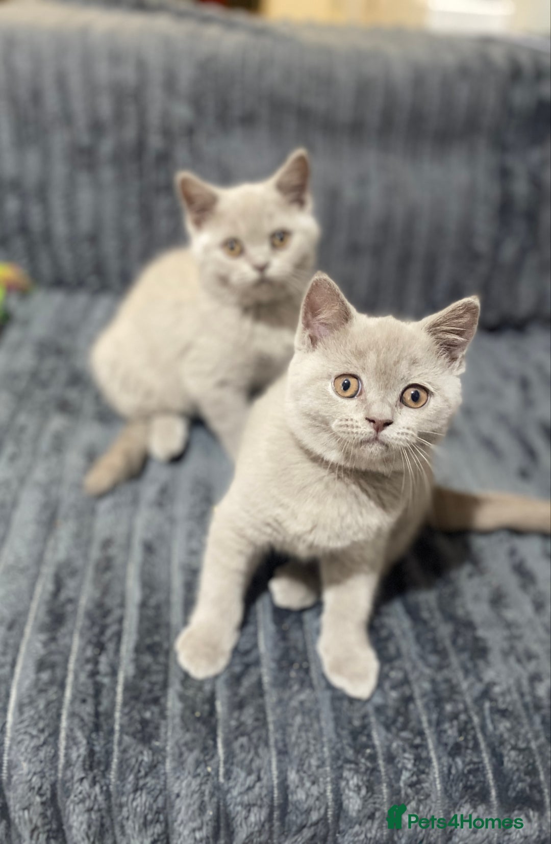 British Shorthair cats for sale: 👑ROYALBLESS STUNNING LILAC BRITISH SHORTHAIR  - Image 35