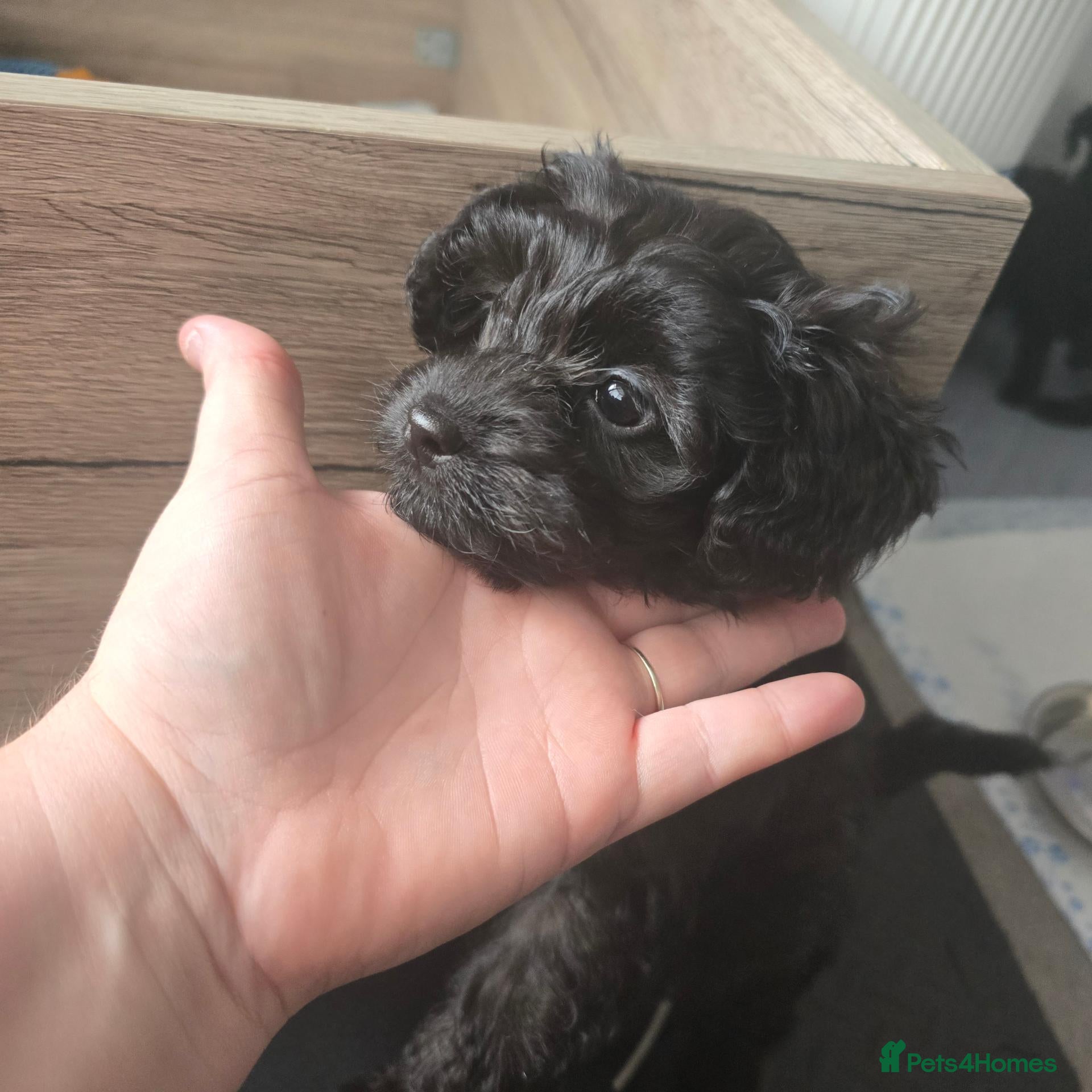 Shihpoo dogs 💜🐾One girl left – Ready to go on Wednesday! 🏡💜 - Advert 1