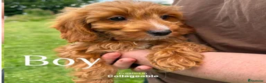  Puppy 5