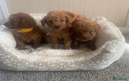 Cockapoo dogs for sale: F1B Red Cockapoo Puppies Available Now - Image 8