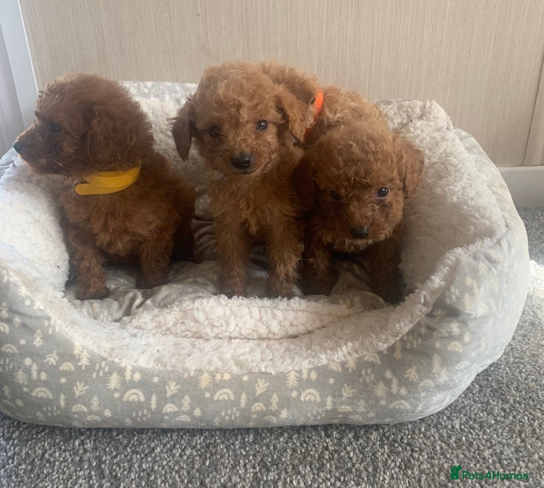 Cockapoo dogs for sale: F1B Red Cockapoo Puppies Available Now - Image 8