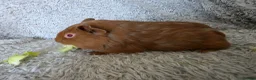 Guinea Pig rodents for sale: 2 boys bonded  - Advert 2