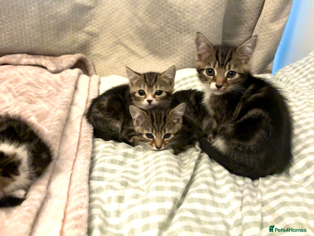 Mixed Breed cats for sale: 2 female kittens 8 weeks old super cute :) - Image 2