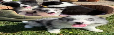 Blue Merle girl 2