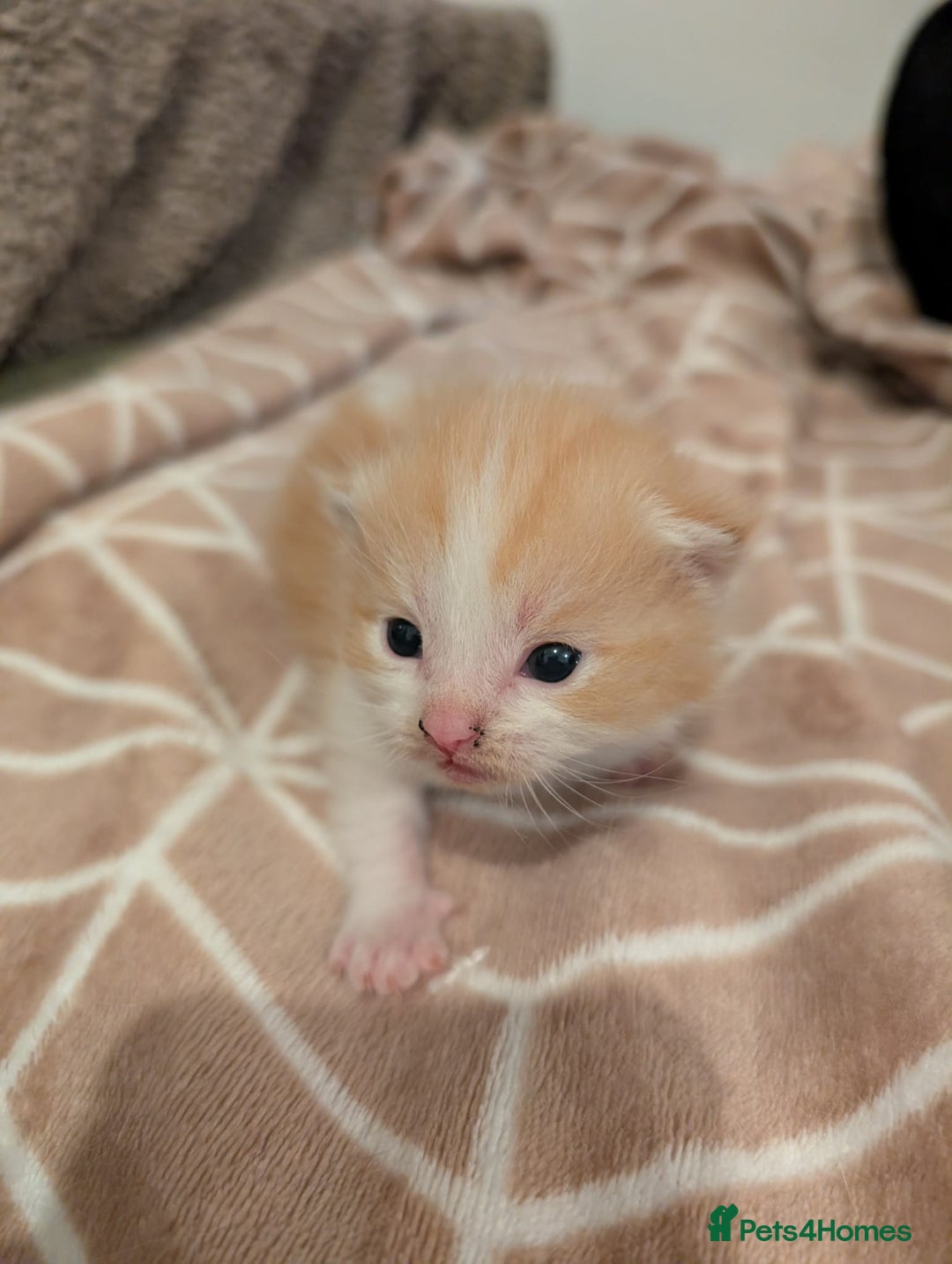 Ragdoll cats for sale: 3 Ragdoll cross kittens for sale  - Advert 2