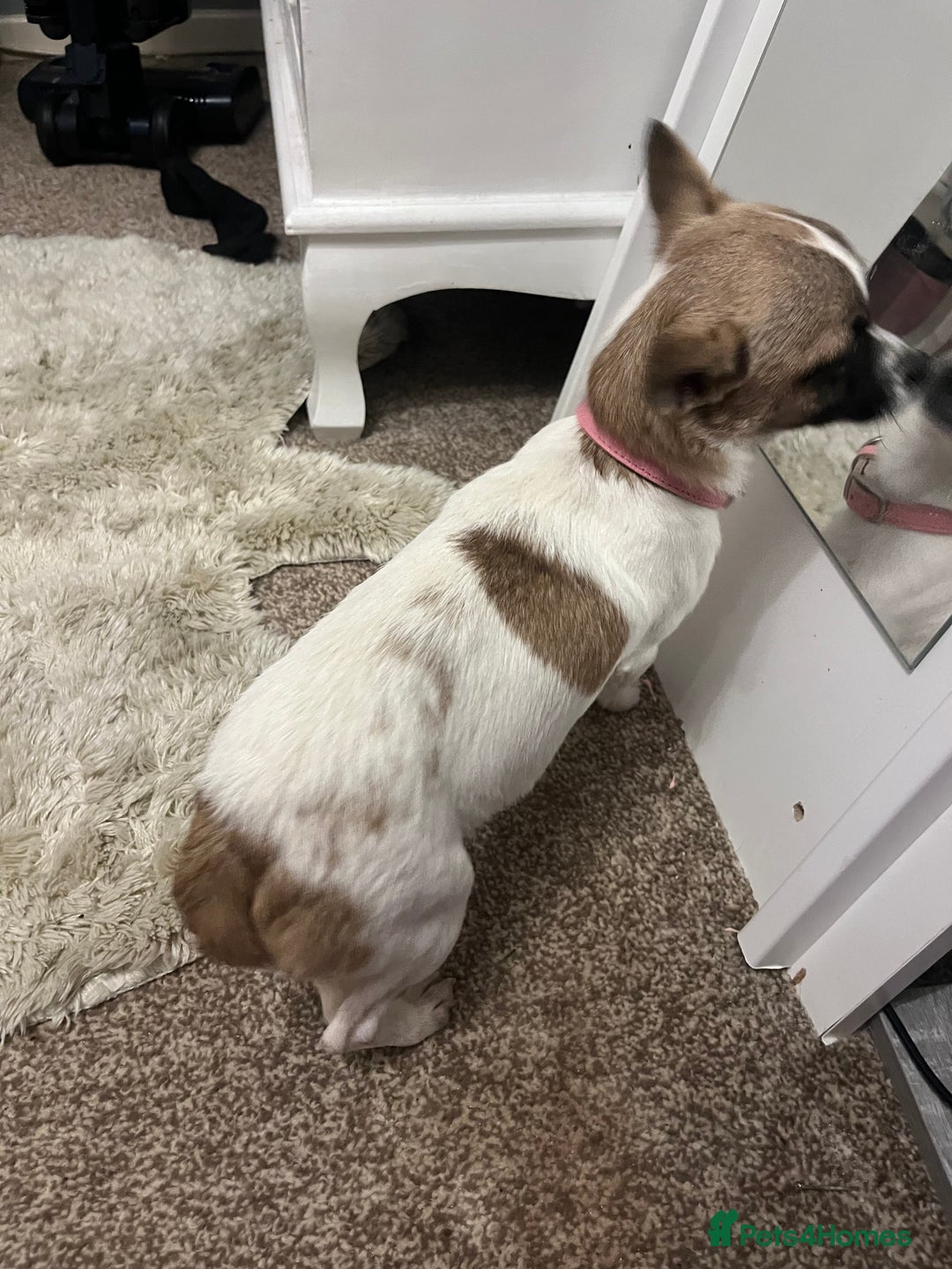 Mixed Breed dogs for sale:  Chihuahua cross Jack Russellbeautiful little girl - Advert 5