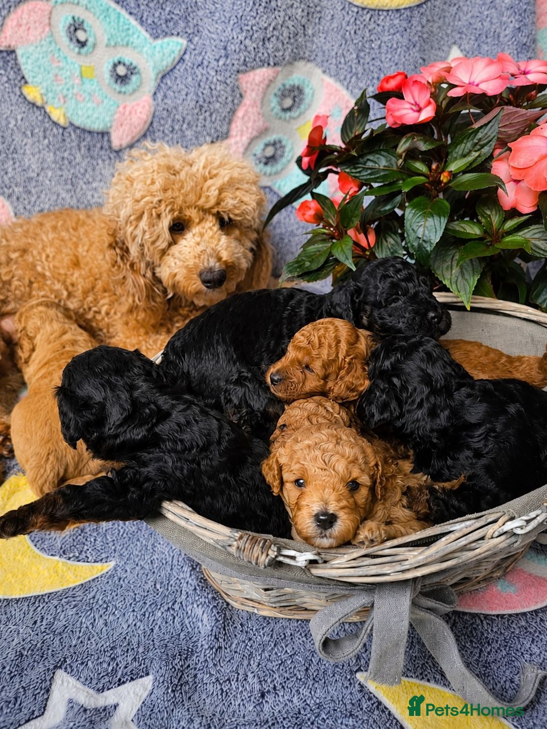 Cavapoo dogs Adorable Cavapoo Puppies Looking for Loving Homes - Advert 14