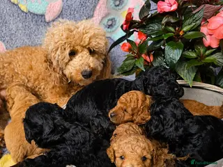 Cavapoo dogs Adorable Cavapoo Puppies Looking for Loving Homes - Advert 2