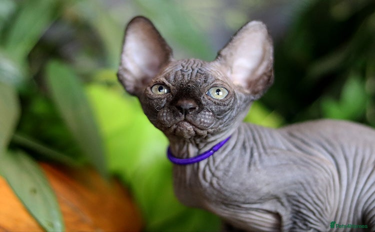 Sphynx cats - Advert 9