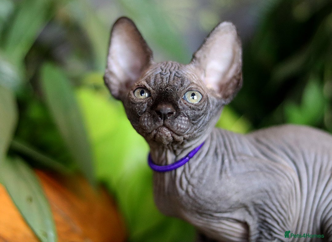 Sphynx cats for sale: Bloodline Sphynx Kittens  - Advert 8