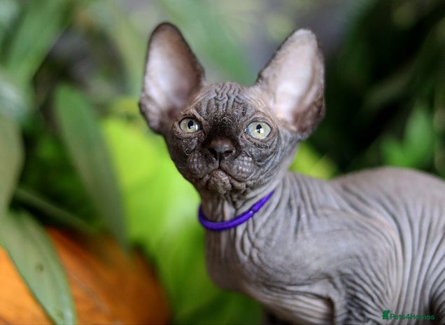 Sphynx cats - Advert 3