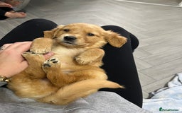 Golden Retriever dogs for sale: KC, Extensively health tested goldens boy and girl - Image 14