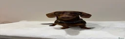 Miniature Dachshund dogs for stud: chocolate boy carries fluffy gene for stud  - Advert 6