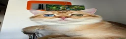 British Shorthair cats for sale: GCCF reg BSH Lilac, Blue, Chocolate Golden Kittens - Advert 24